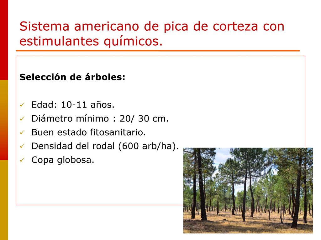 Sistema americano de pica de corteza con estimulantes químicos.