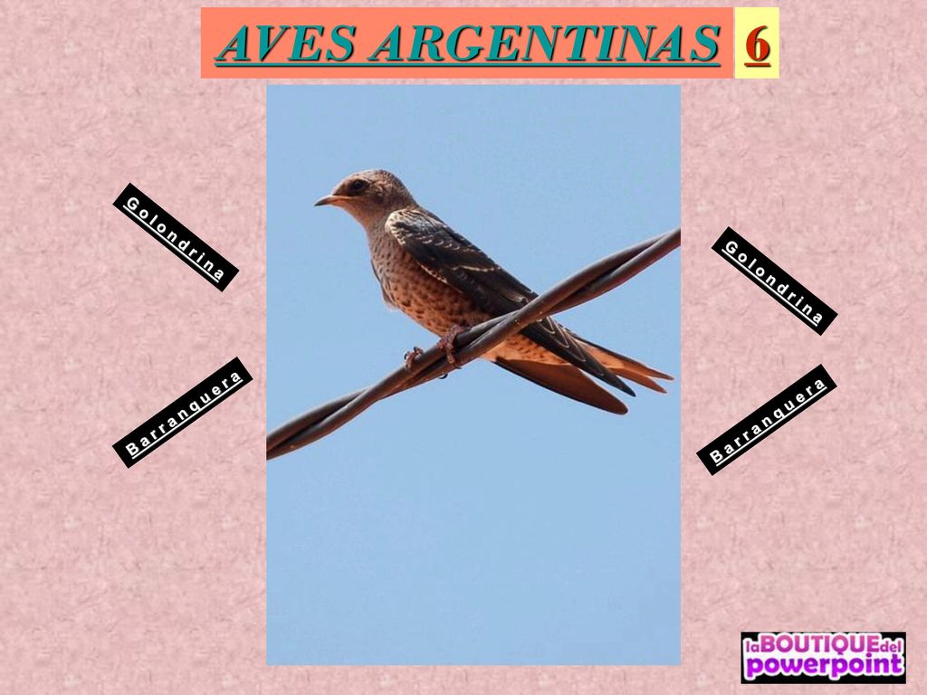 AVES ARGENTINAS 6 G o l o n d r i n a G o l o n d r i n a