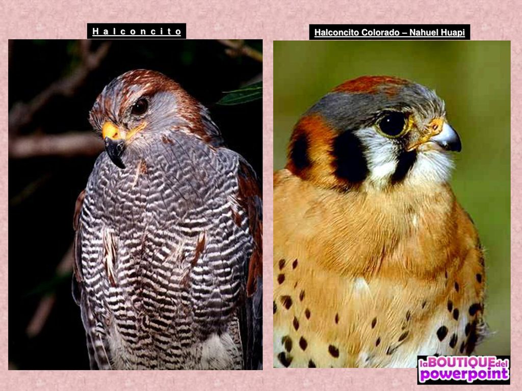 H a l c o n c i t o Halconcito Colorado – Nahuel Huapi
