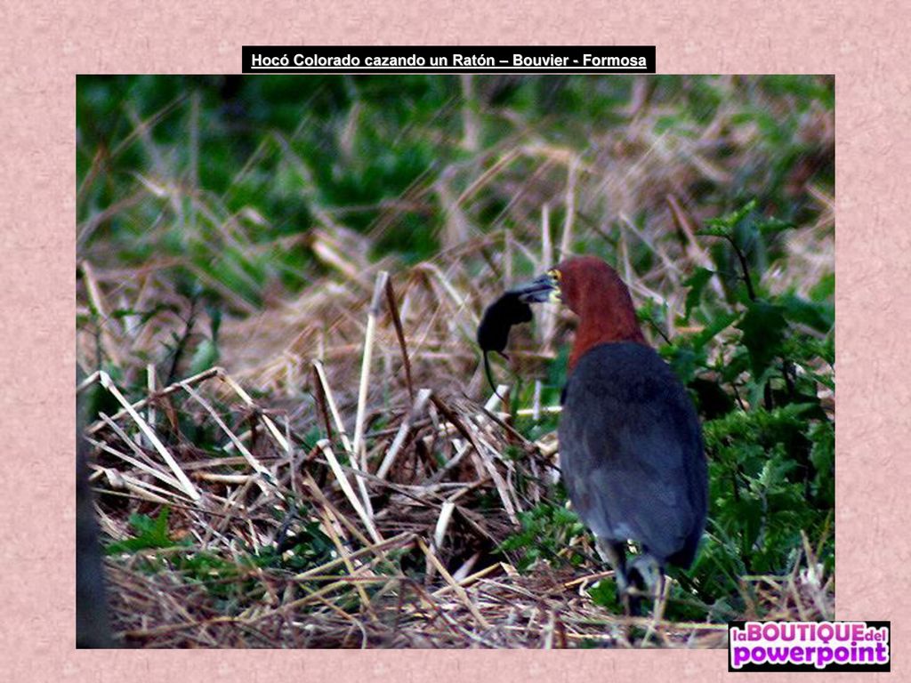 Hocó Colorado cazando un Ratón – Bouvier - Formosa
