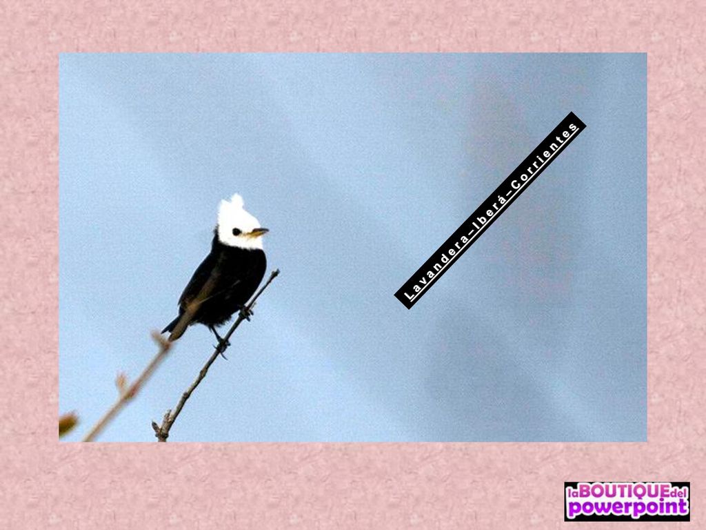 L a v a n d e r a – I b e r á – C o r r i e n t e s