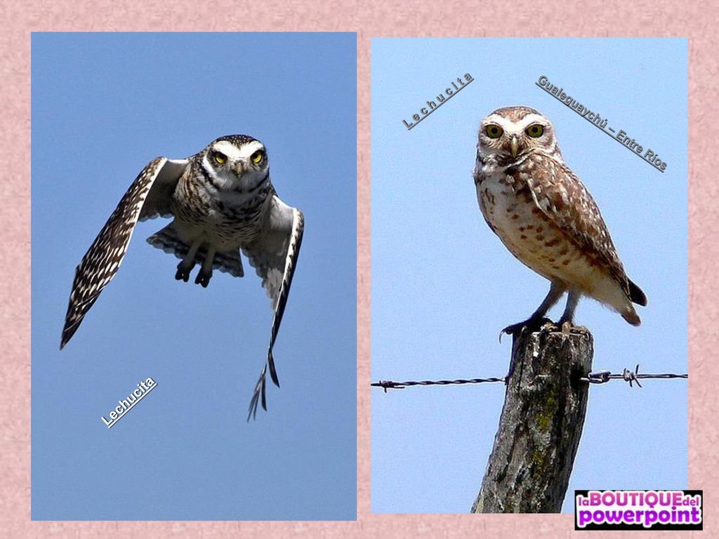 L e c h u c i t a Gualeguaychú – Entre Ríos Lechucita
