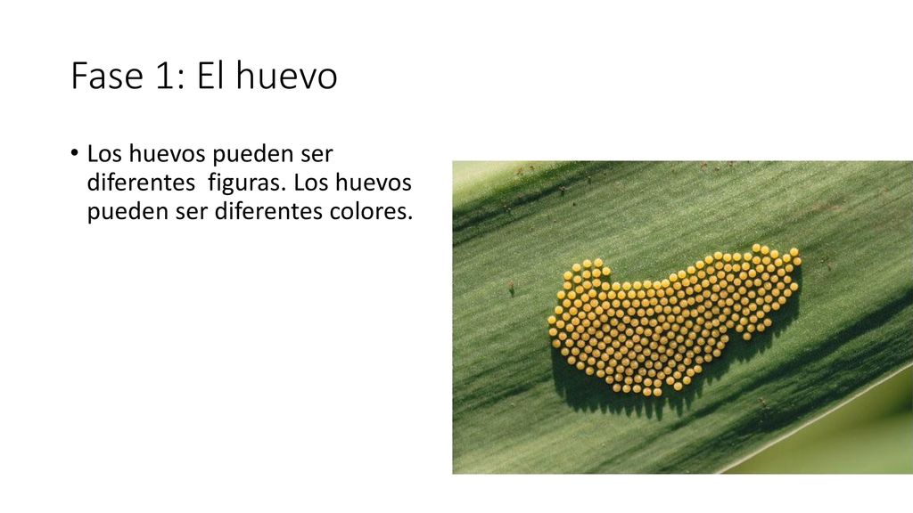 Fase 1: El huevo Los huevos pueden ser diferentes figuras.