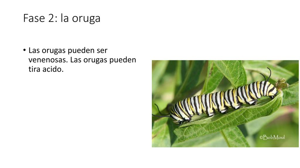 la or Fase 2: la oruga Las orugas pueden ser venenosas. Las orugas pueden tira acido.