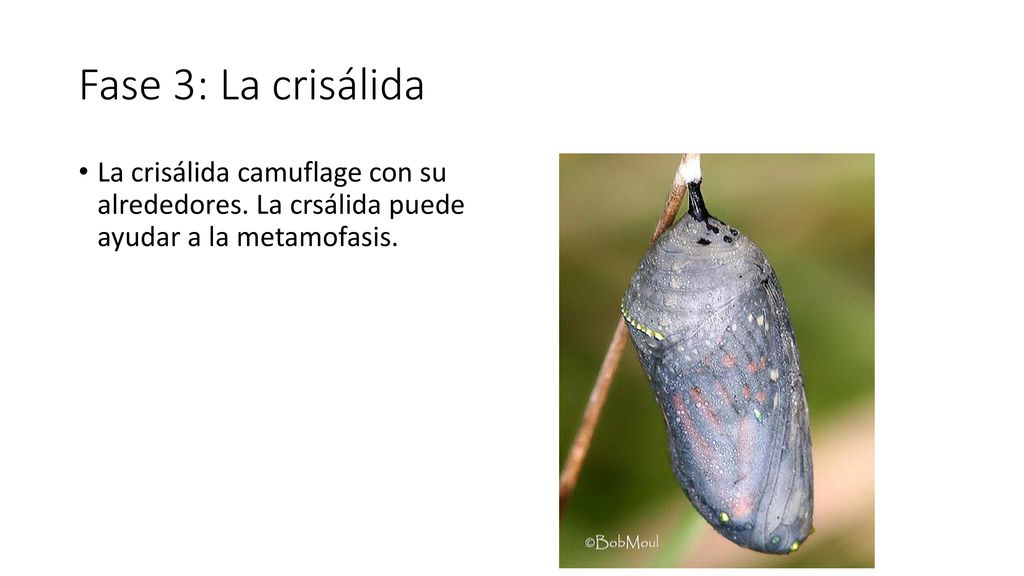 Fase 3: La crisálida La crisálida camuflage con su alrededores.