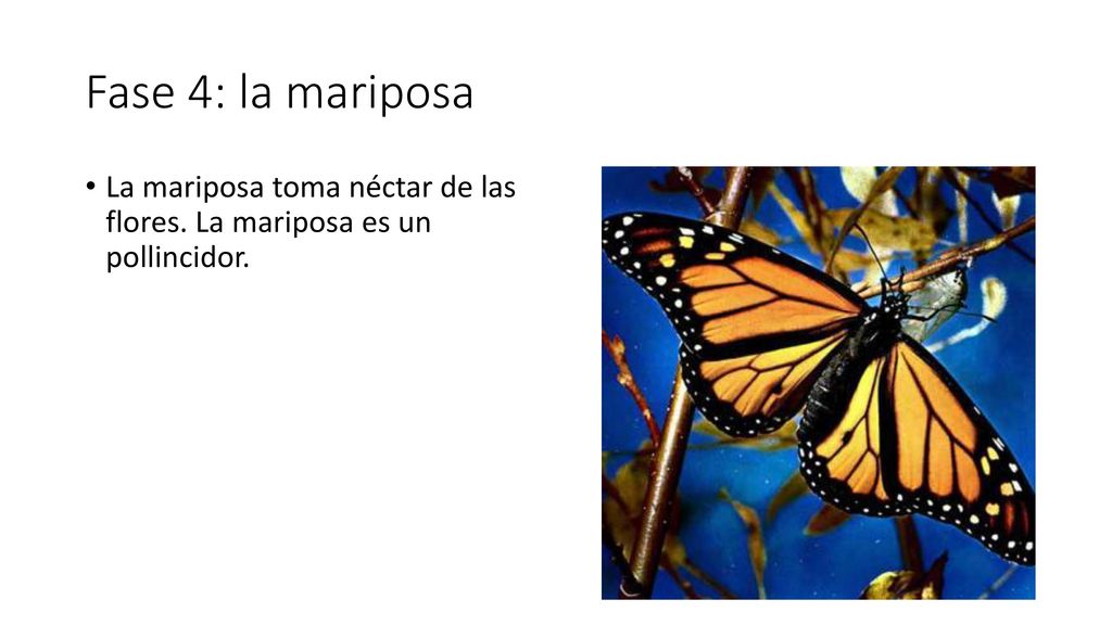 Fase 4: la mariposa La mariposa toma néctar de las flores. La mariposa es un pollincidor.