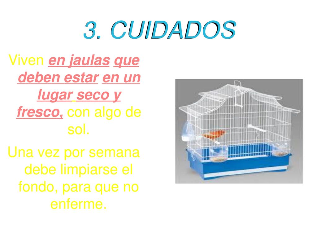 Una vez por semana debe limpiarse el fondo, para que no enferme.