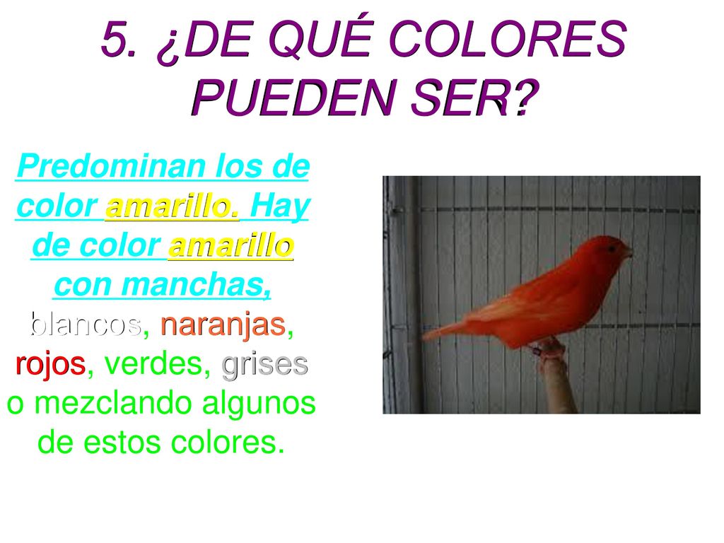 5. ¿DE QUÉ COLORES PUEDEN SER