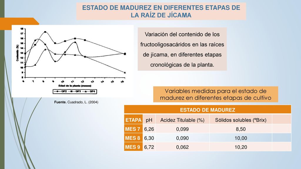 ESTADO DE MADUREZ EN DIFERENTES ETAPAS DE LA RAÍZ DE JÍCAMA