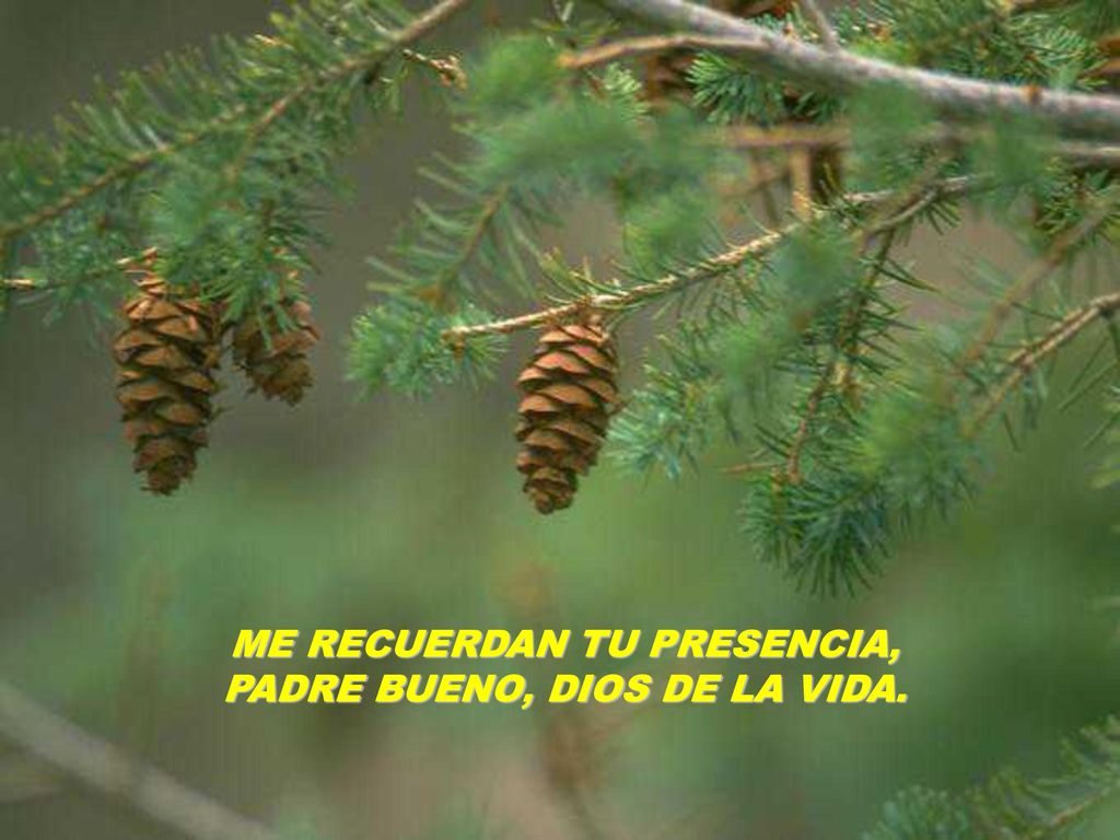 ME RECUERDAN TU PRESENCIA, PADRE BUENO, DIOS DE LA VIDA.