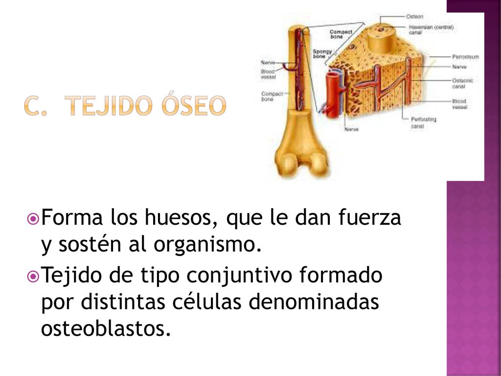 C. Tejido óseo Forma los huesos, que le dan fuerza y sostén al organismo.
