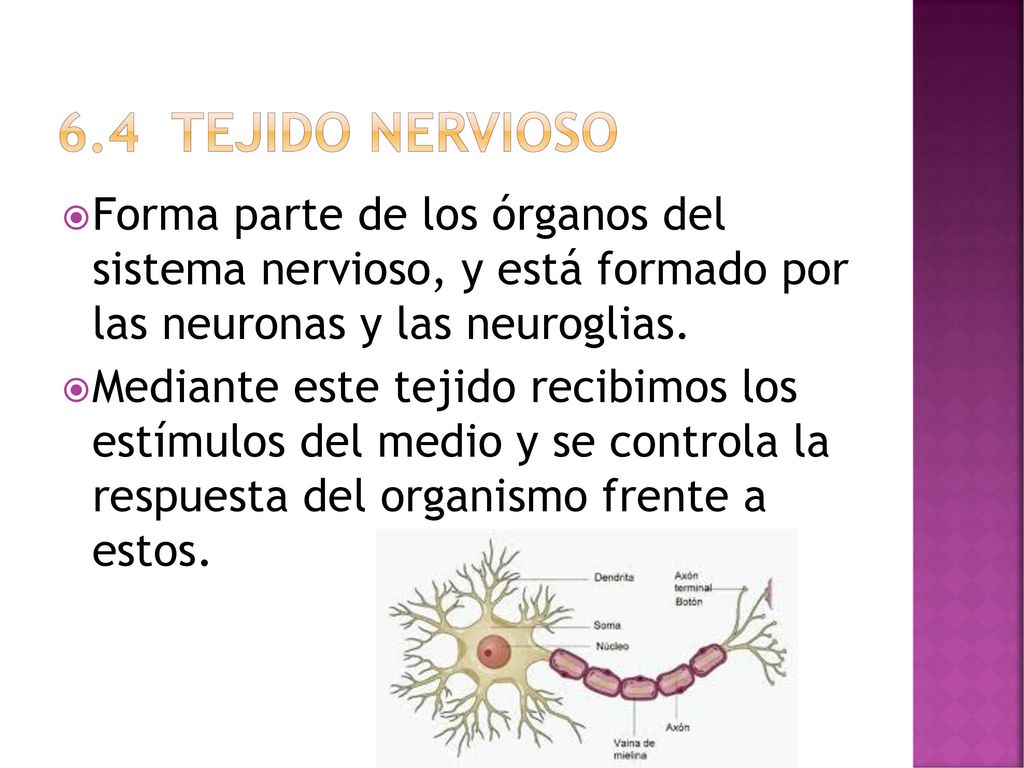 6.4 Tejido NERVIOSO Forma parte de los órganos del sistema nervioso, y está formado por las neuronas y las neuroglias.
