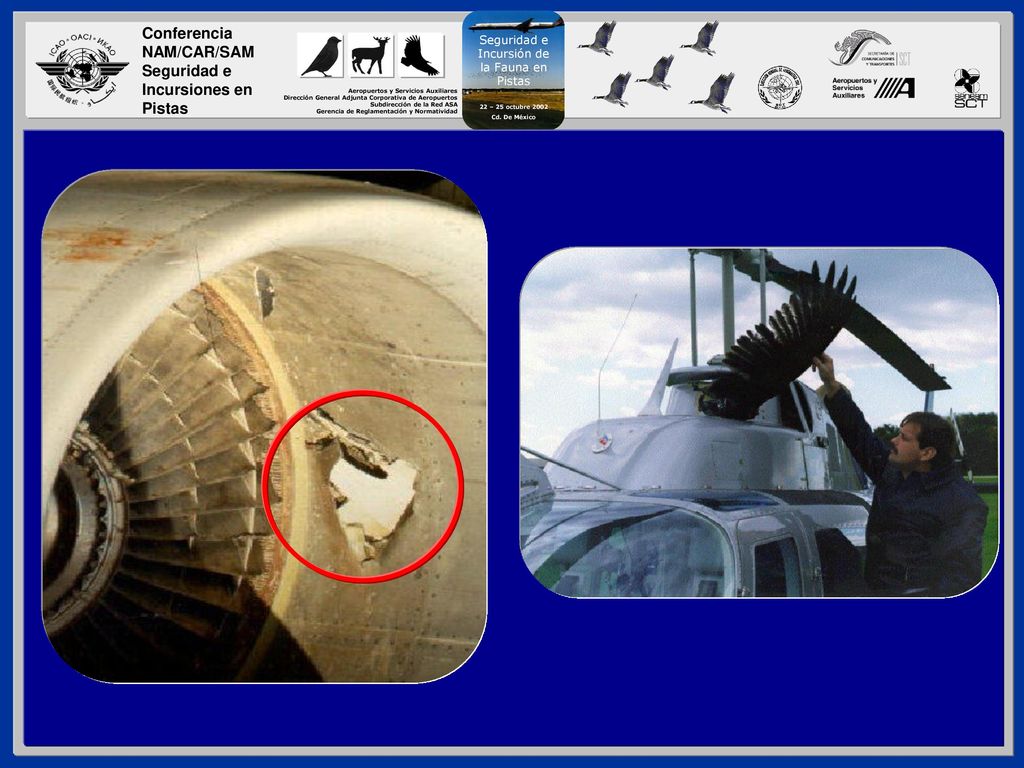 Esta cubierta de motor fue dañada por los álabes desprendidos después de que un ganso canadiense fue ingerido durante el despegue de un Boeing-747 en un aeropuerto de Nueva York en 1984.