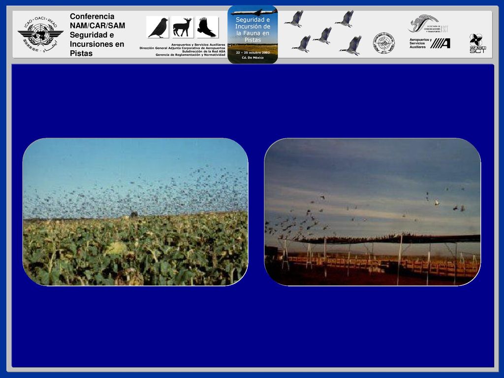 La producción agrícola, como la producción de girasol (izquierda) y los potreros de ganado (derecha), son inherentemente atractivos para una variedad de parvadas de aves y no deben permitirse dentro de las dos millas (3.4 km.