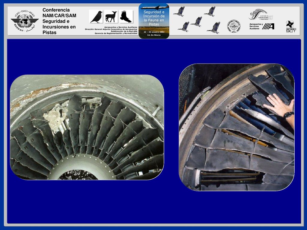 Este motor de un Boeing-737 sufrió un daño mayor, cuando un pato fue ingerido durante el aterrizaje en un aeropuerto de Maine en noviembre de 1995.