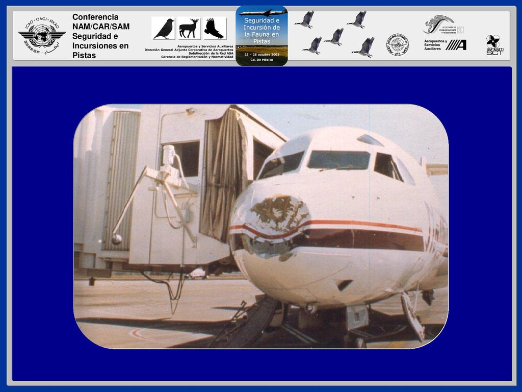 Este avión Fokker F-28 se impacto con un halcón cola-roja durante la maniobra de aproximación final en un aeropuerto de California