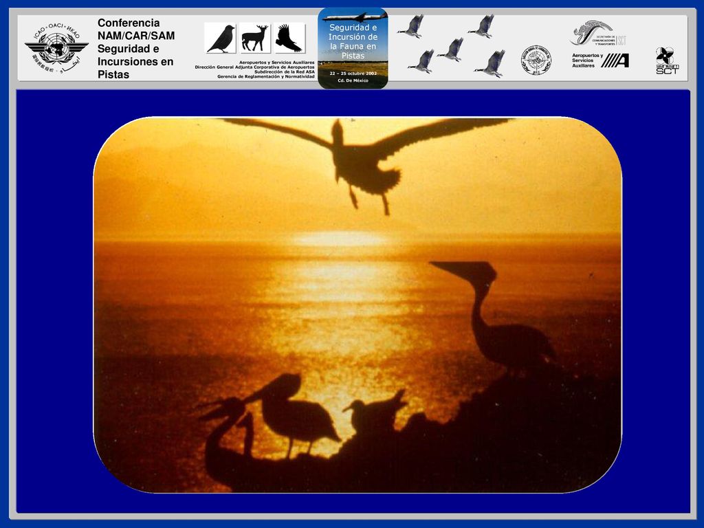 Cuando la fauna y los aviones comparten el mismo espacio, siempre existe un riesgo de impacto.