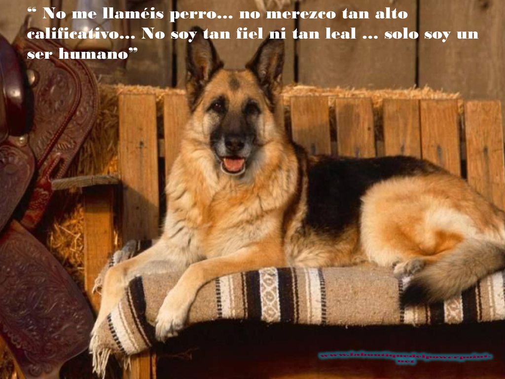 No me llaméis perro… no merezco tan alto calificativo… No soy tan fiel ni tan leal … solo soy un ser humano