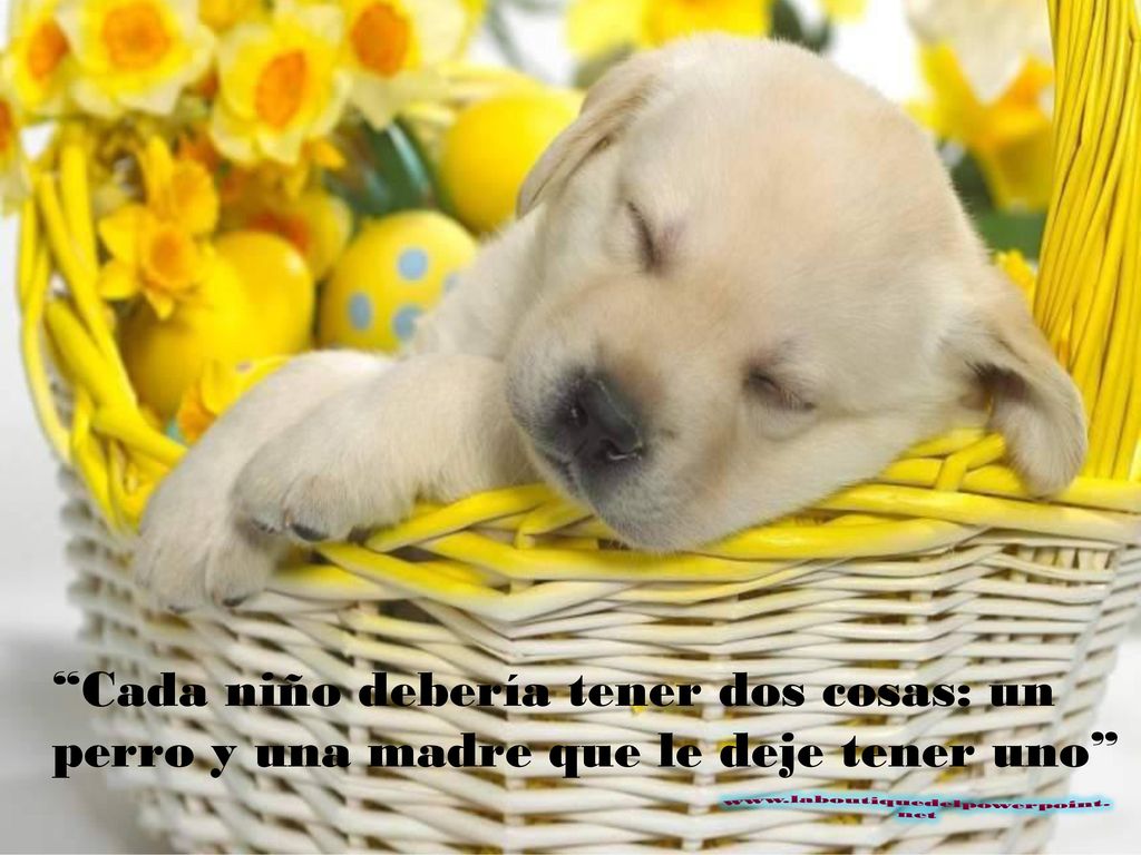 Cada niño debería tener dos cosas: un perro y una madre que le deje tener uno