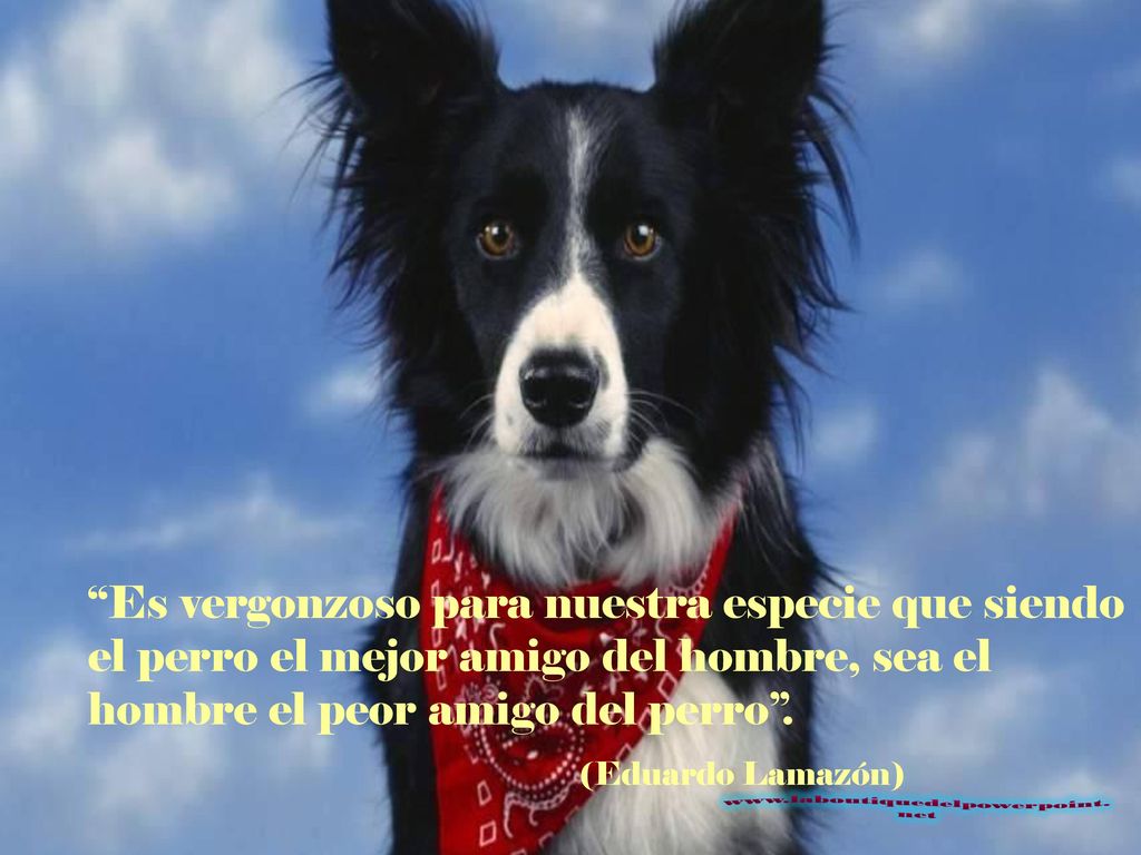 Es vergonzoso para nuestra especie que siendo el perro el mejor amigo del hombre, sea el hombre el peor amigo del perro .