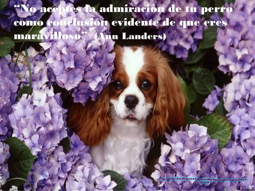 No aceptes la admiración de tu perro como conclusión evidente de que eres maravilloso (Ann Landers)