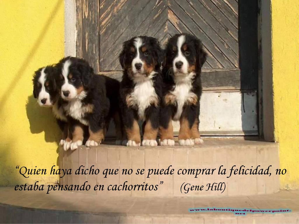 Quien haya dicho que no se puede comprar la felicidad, no estaba pensando en cachorritos (Gene Hill)