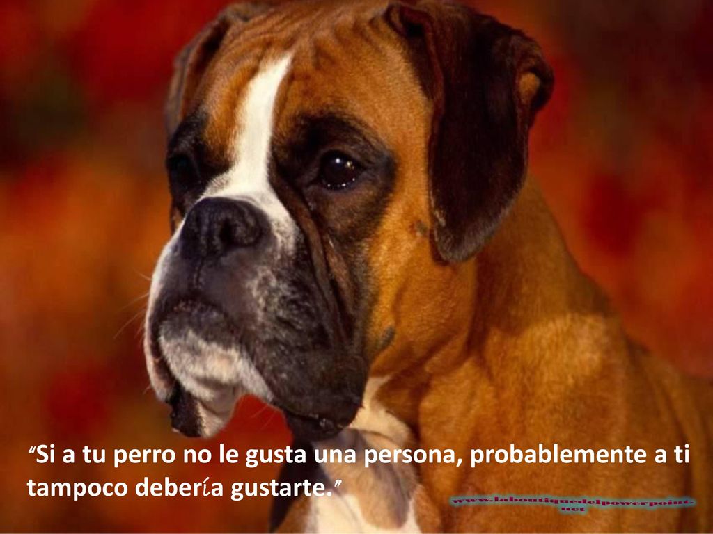 Si a tu perro no le gusta una persona, probablemente a ti tampoco debería gustarte.