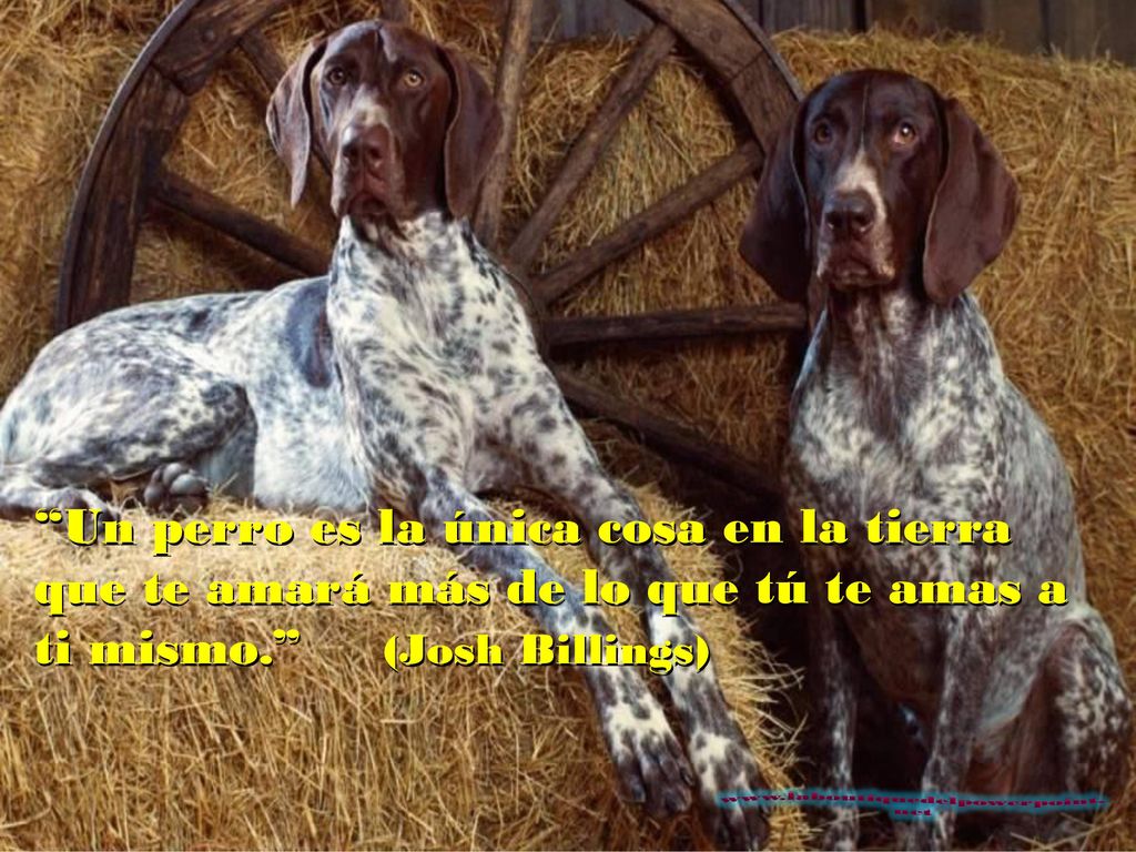 Un perro es la única cosa en la tierra que te amará más de lo que tú te amas a ti mismo. (Josh Billings)