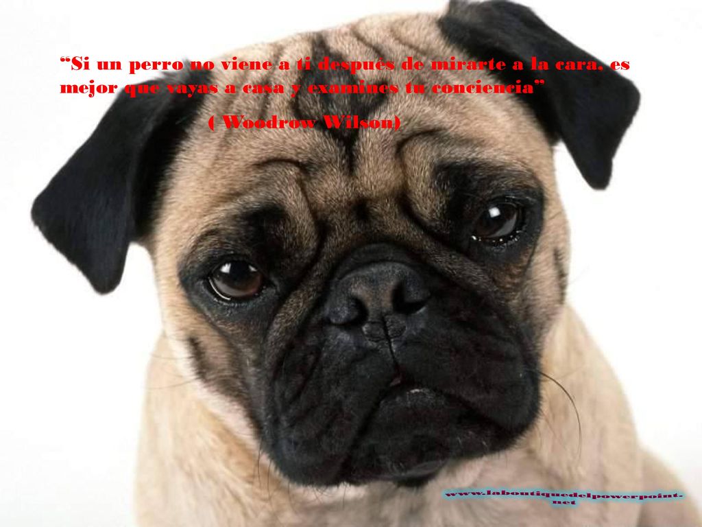 Si un perro no viene a ti después de mirarte a la cara, es mejor que vayas a casa y examines tu conciencia