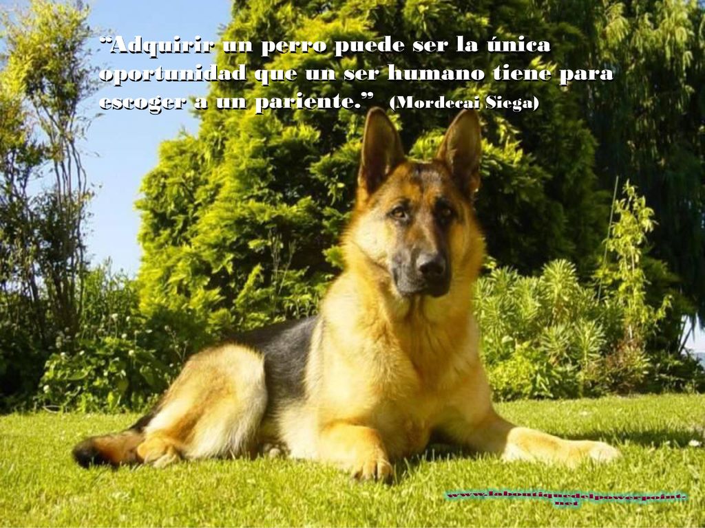 Adquirir un perro puede ser la única oportunidad que un ser humano tiene para escoger a un pariente. (Mordecai Siega)