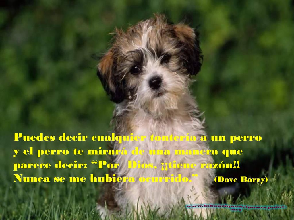 Puedes decir cualquier tontería a un perro y el perro te mirará de una manera que parece decir: Por Dios, ¡¡tiene razón!! Nunca se me hubiera ocurrido. (Dave Barry)
