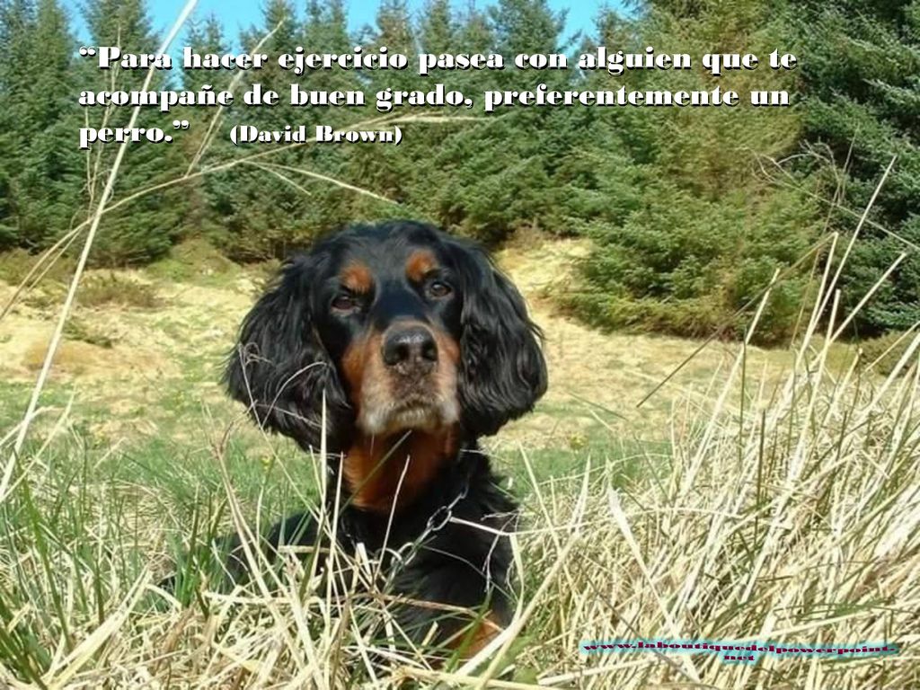 Para hacer ejercicio pasea con alguien que te acompañe de buen grado, preferentemente un perro. (David Brown)