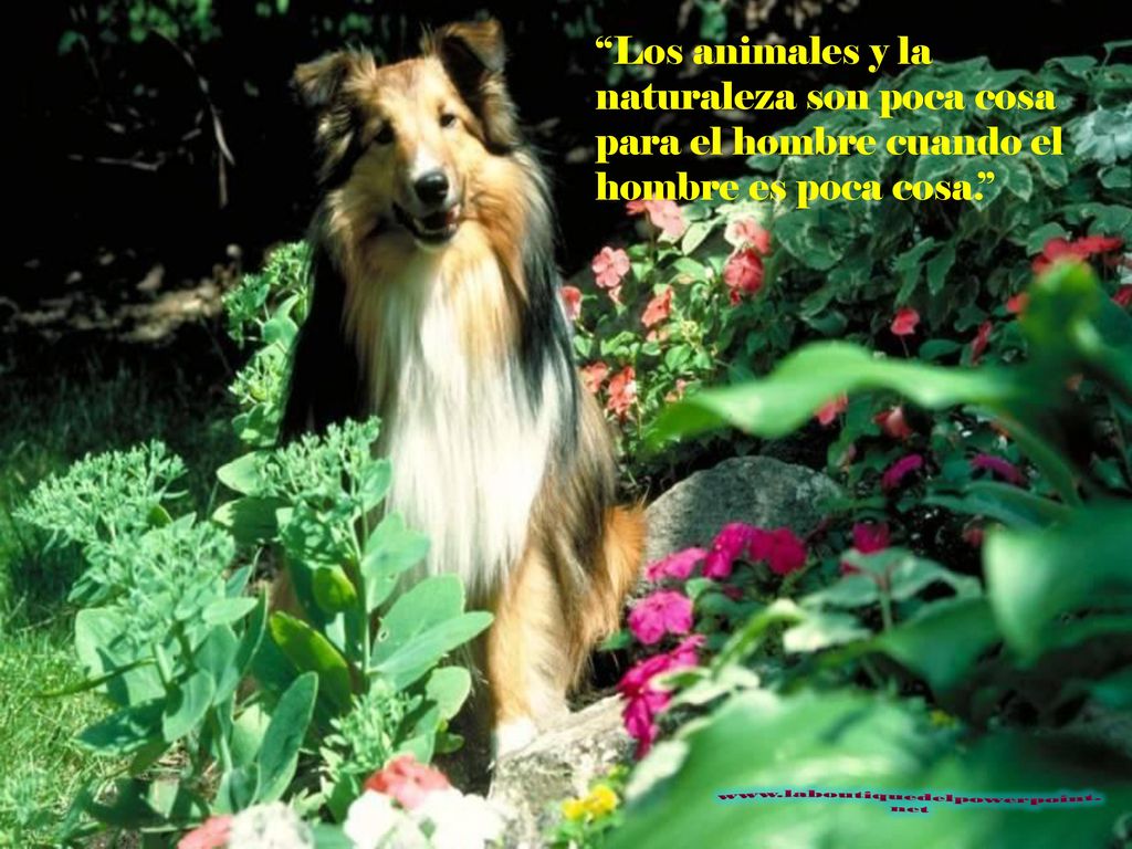 Los animales y la naturaleza son poca cosa para el hombre cuando el hombre es poca cosa.