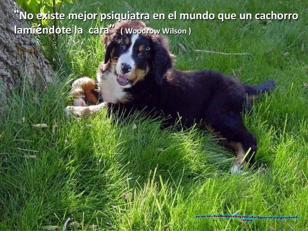No existe mejor psiquiatra en el mundo que un cachorro lamiéndote la cara ( Woodrow Wilson )