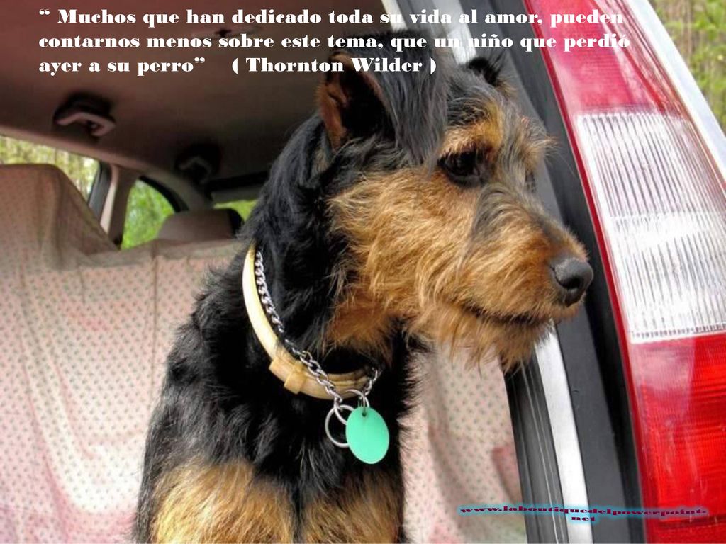 Muchos que han dedicado toda su vida al amor, pueden contarnos menos sobre este tema, que un niño que perdió ayer a su perro ( Thornton Wilder )