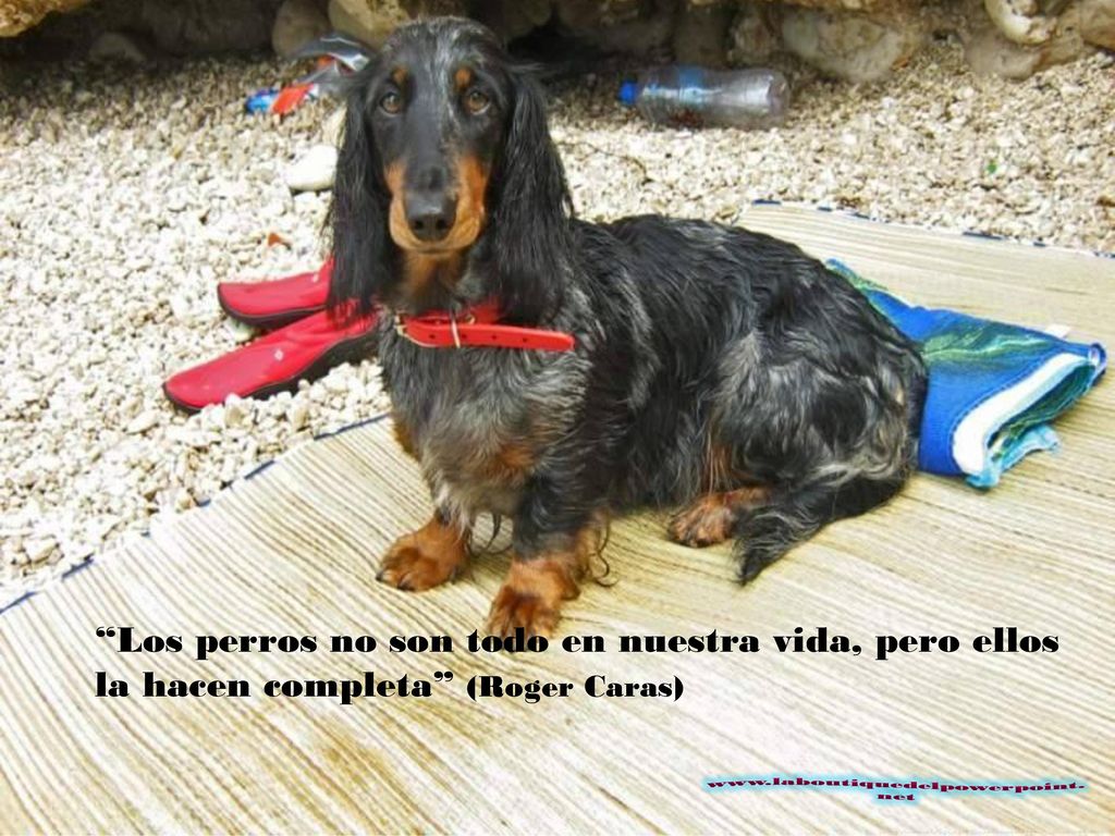 Los perros no son todo en nuestra vida, pero ellos la hacen completa (Roger Caras)