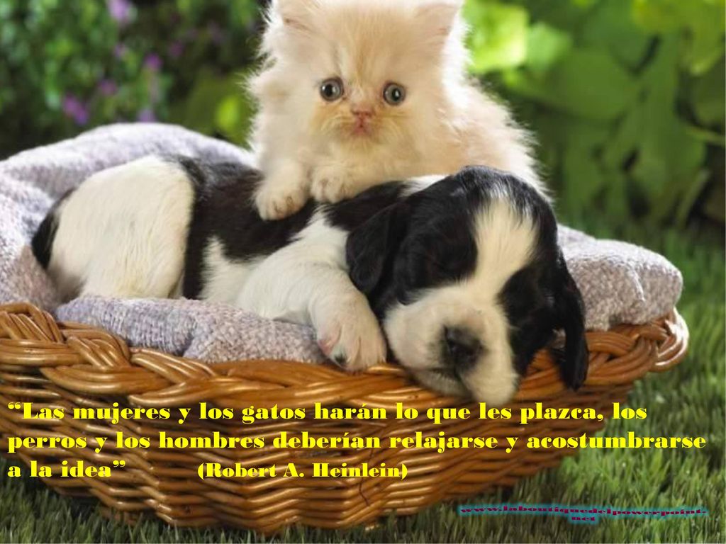 Las mujeres y los gatos harán lo que les plazca, los perros y los hombres deberían relajarse y acostumbrarse a la idea (Robert A. Heinlein)