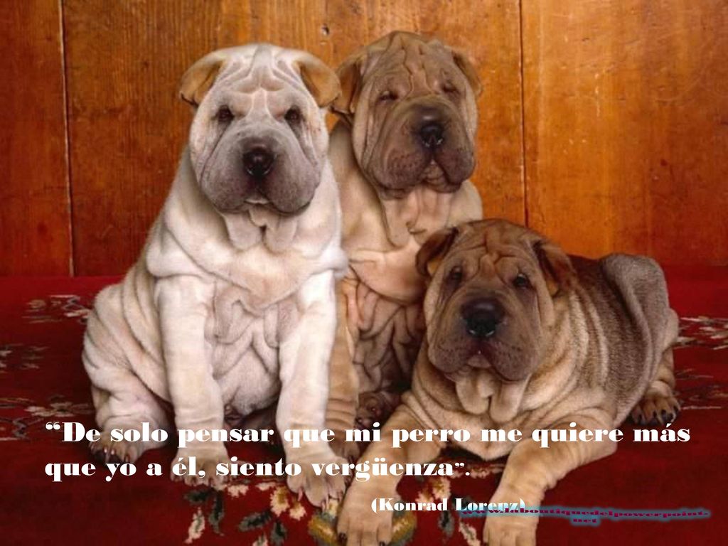 De solo pensar que mi perro me quiere más que yo a él, siento vergüenza .