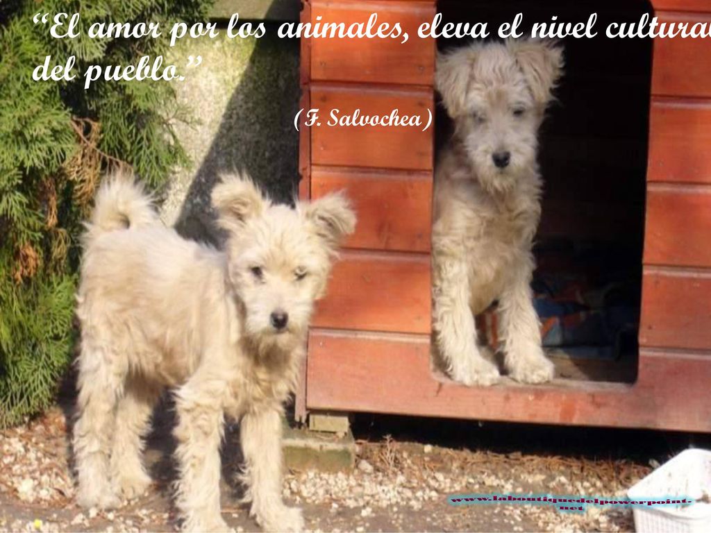 El amor por los animales, eleva el nivel cultural del pueblo.