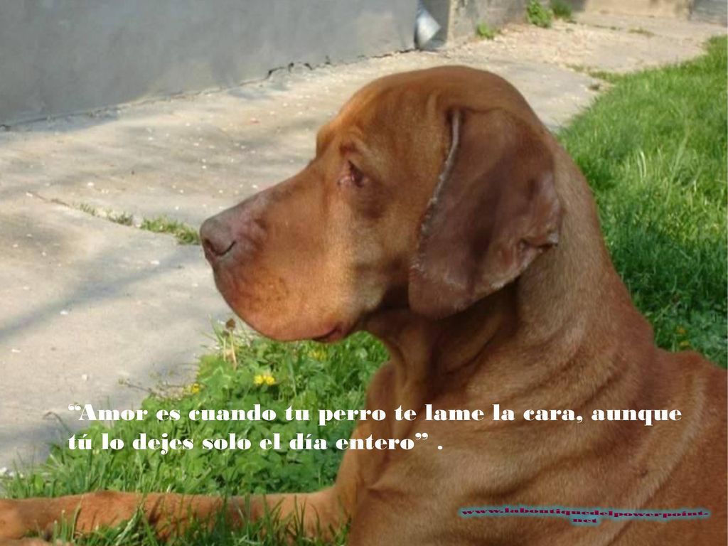 Amor es cuando tu perro te lame la cara, aunque tú lo dejes solo el día entero .
