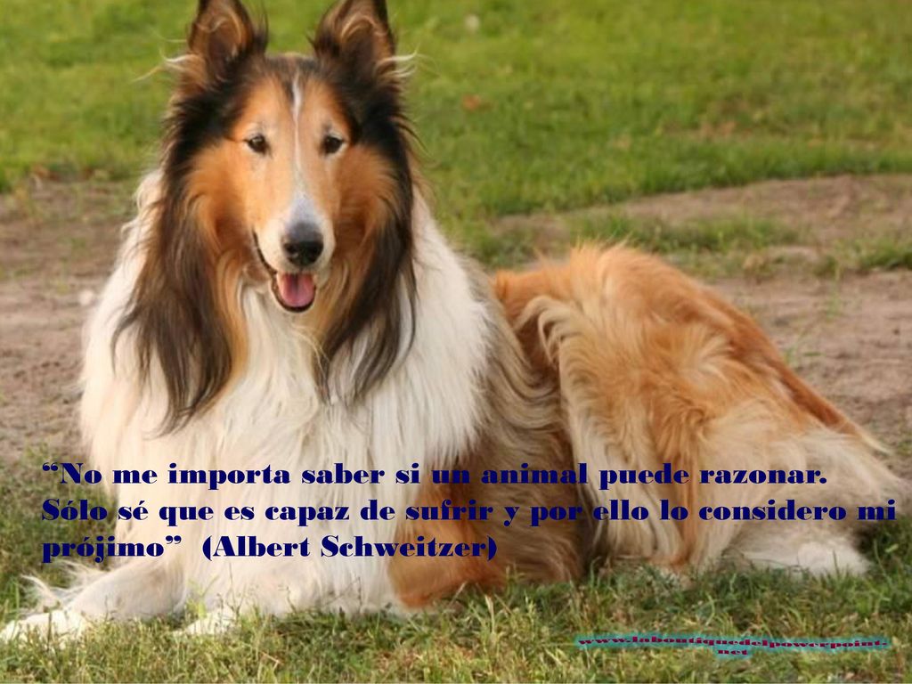 No me importa saber si un animal puede razonar