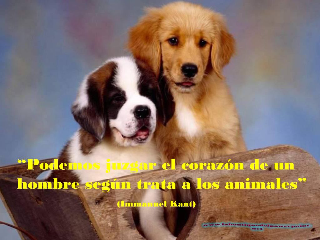 Podemos juzgar el corazón de un hombre según trata a los animales