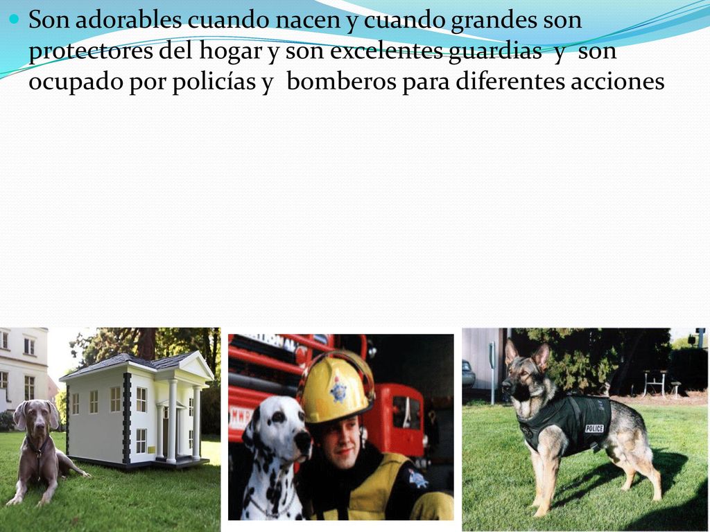 Son adorables cuando nacen y cuando grandes son protectores del hogar y son excelentes guardias y son ocupado por policías y bomberos para diferentes acciones