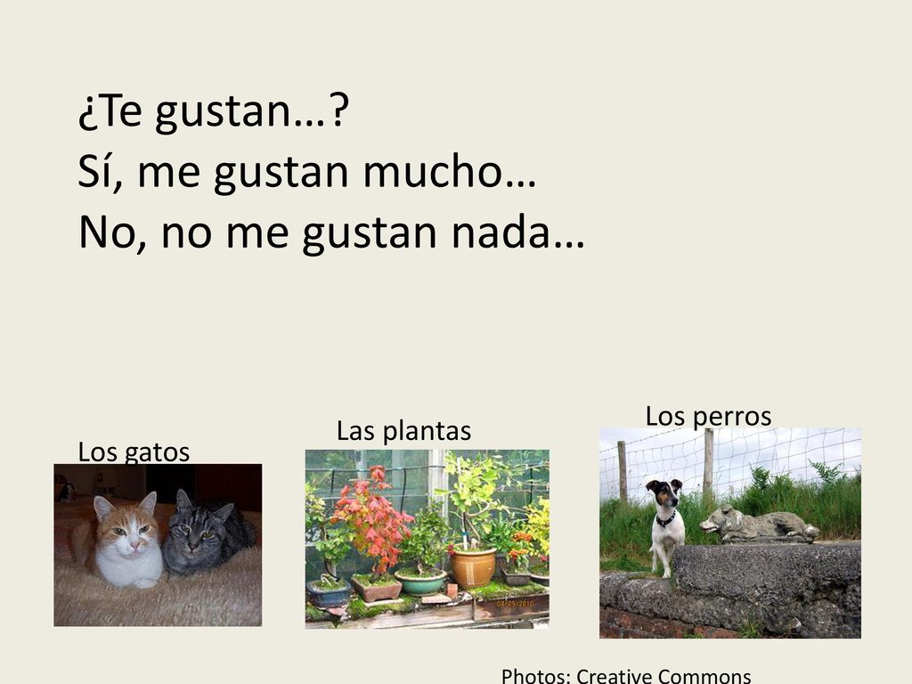 ¿Te gustan… Sí, me gustan mucho… No, no me gustan nada…