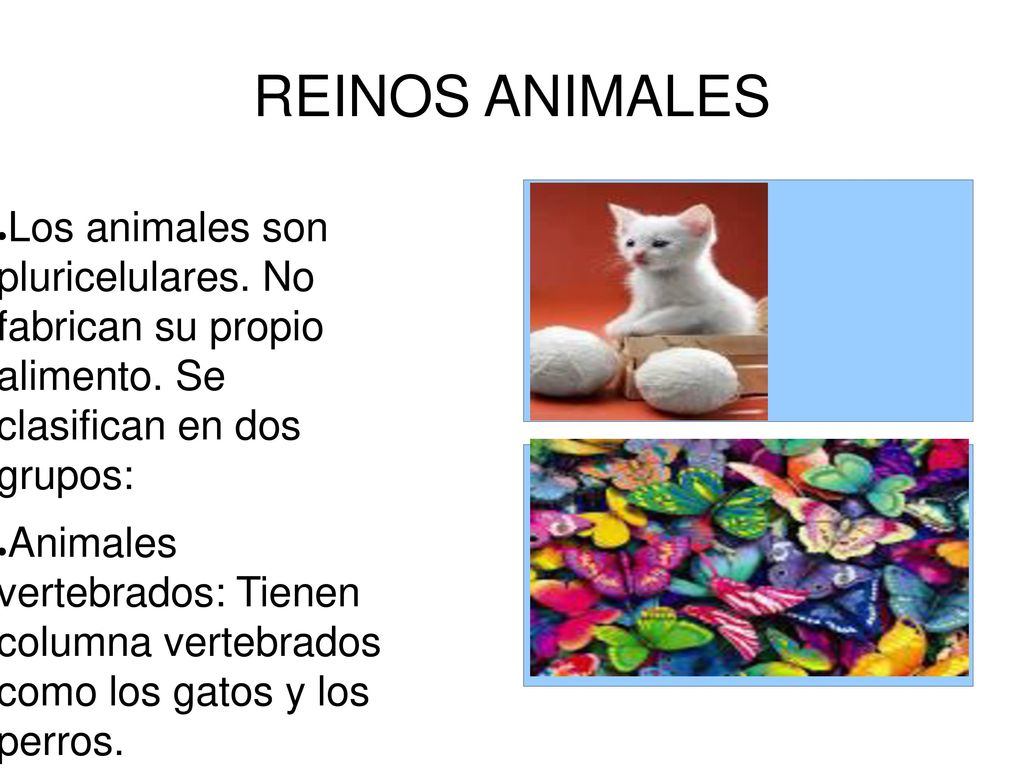 REINOS ANIMALES Los animales son pluricelulares. No fabrican su propio alimento. Se clasifican en dos grupos: