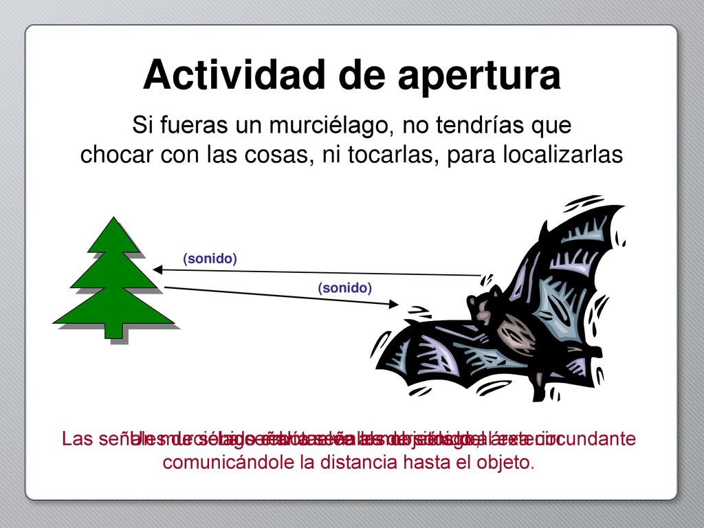 Actividad de apertura Si fueras un murciélago, no tendrías que chocar con las cosas, ni tocarlas, para localizarlas.