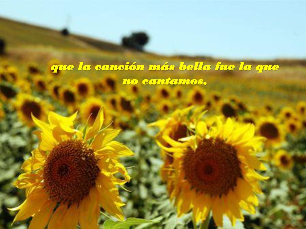 que la canción más bella fue la que no cantamos,