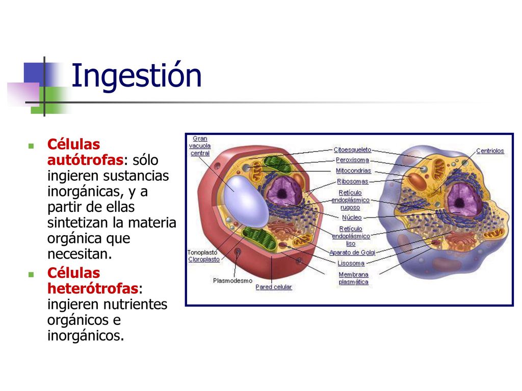 Ingestión Células autótrofas: sólo ingieren sustancias inorgánicas, y a partir de ellas sintetizan la materia orgánica que necesitan.