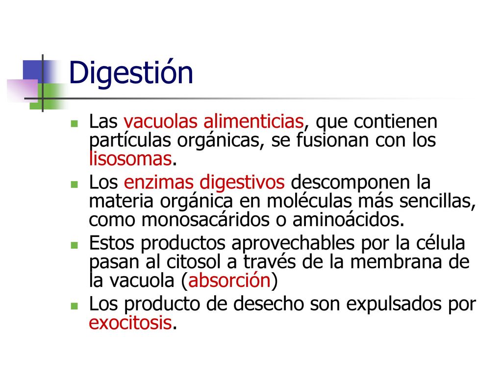 Digestión Las vacuolas alimenticias, que contienen partículas orgánicas, se fusionan con los lisosomas.