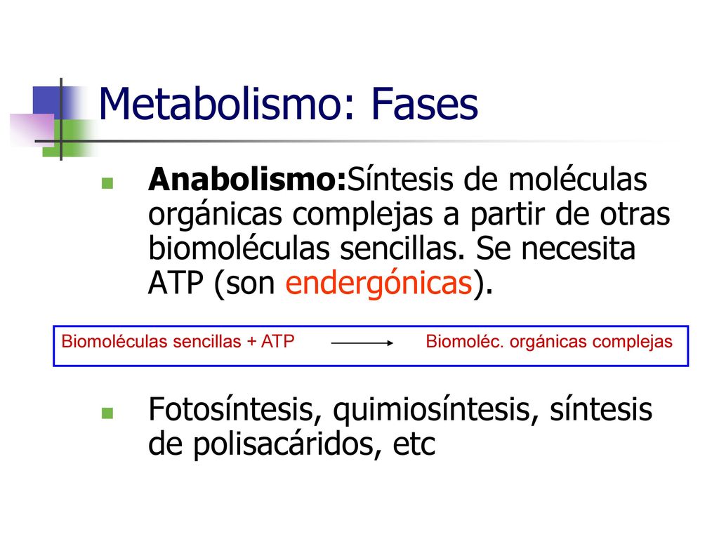 Metabolismo: Fases Anabolismo:Síntesis de moléculas orgánicas complejas a partir de otras biomoléculas sencillas. Se necesita ATP (son endergónicas).